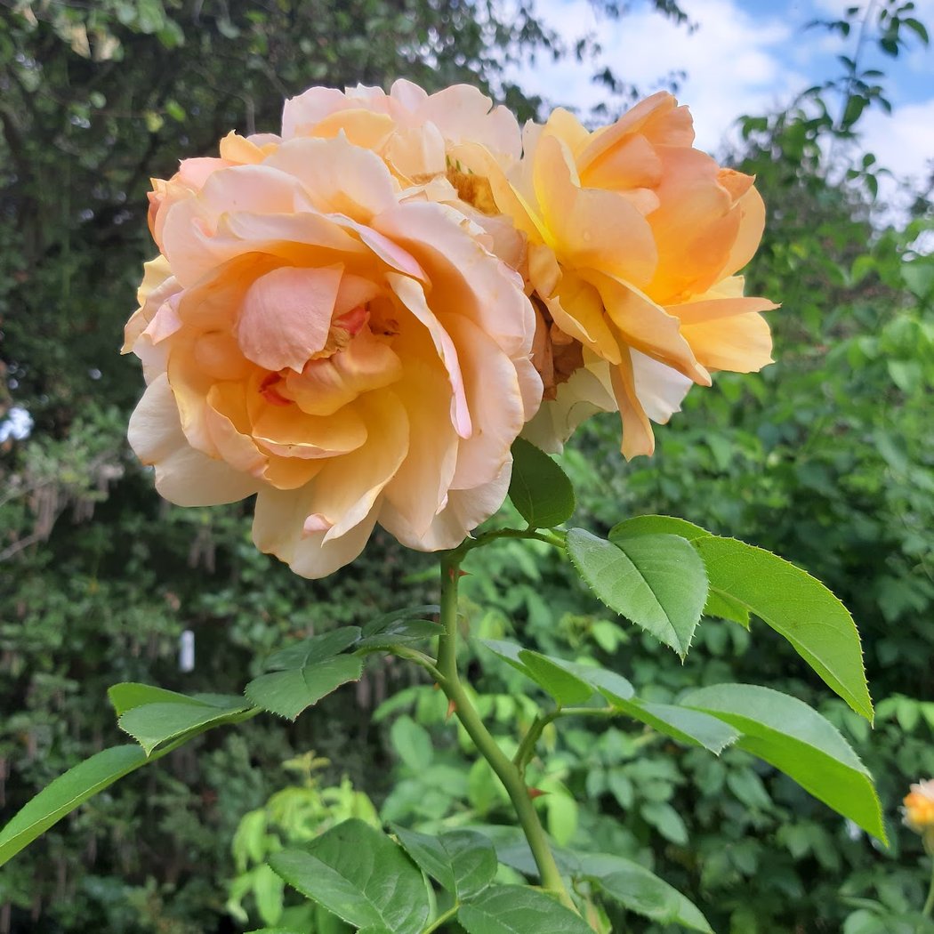 Botanical Garden 1
